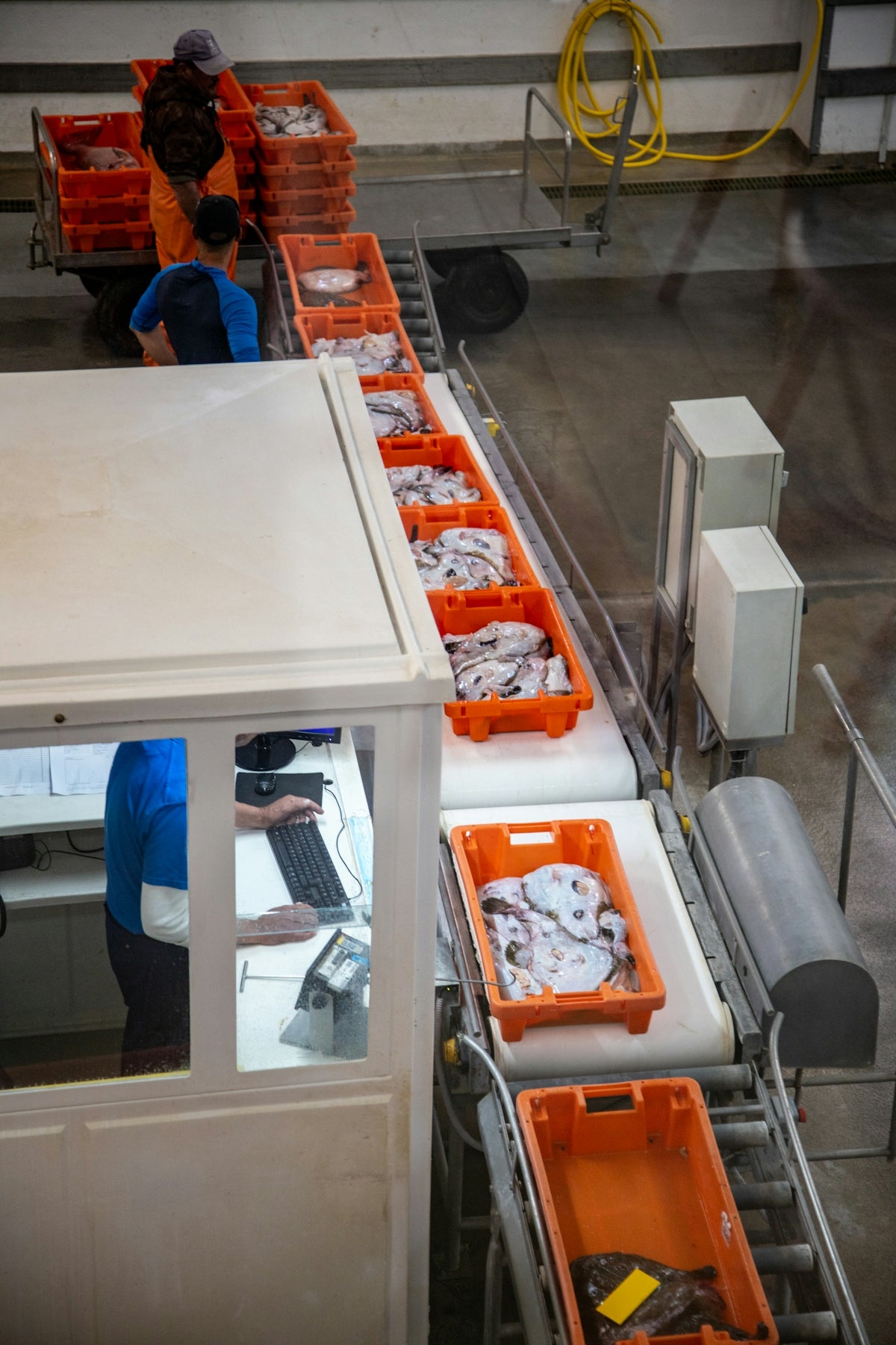 Workers sort and process fish on a factory conveyor belt.