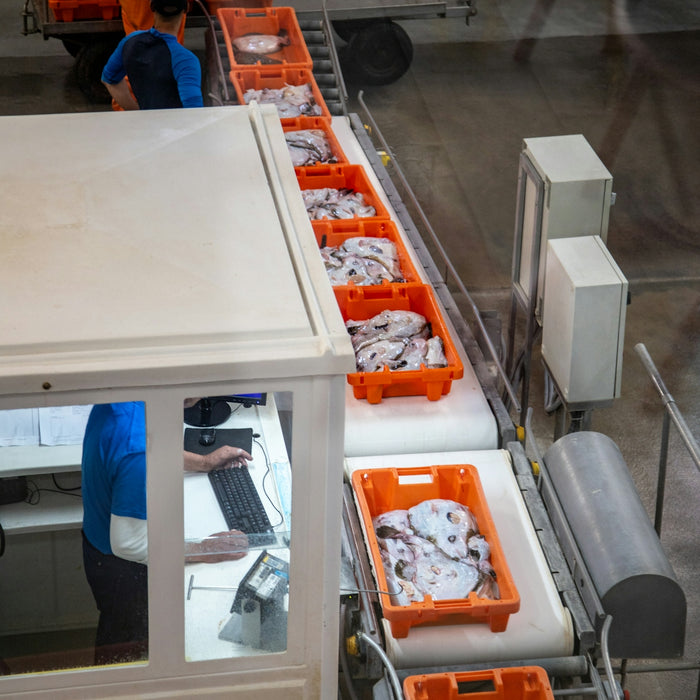 Workers sort and process fish on a factory conveyor belt.